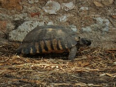 Testudo marginata