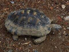 Testudo marginata