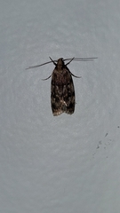 Barea exarcha