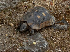 Testudo marginata