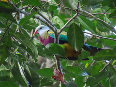 Ptilinopus magnificus