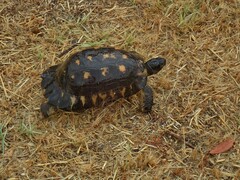 Testudo marginata
