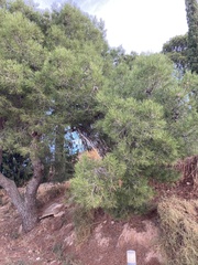Pinus halepensis