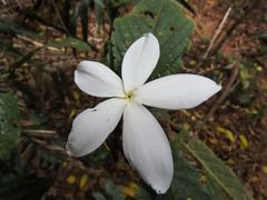 Atractocarpus hirtus