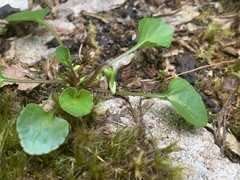 Viola cunninghamii