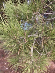 Pinus halepensis