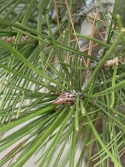 Pinus halepensis