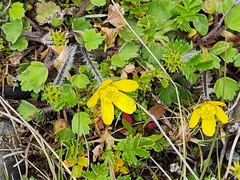 Ranunculus multiscapus