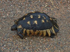 Testudo marginata