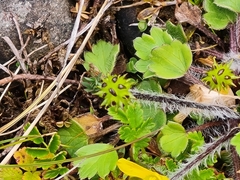 Ranunculus multiscapus