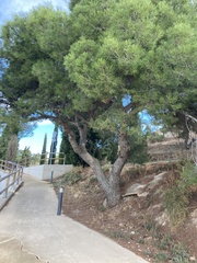 Pinus halepensis