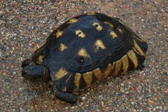 Testudo marginata