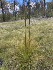 Xanthorrhoea acaulis