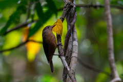 Colluricincla rufogaster