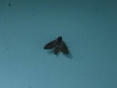 Theretra alecto