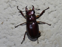 Lucanus capreolus