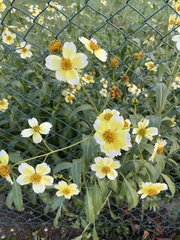 Bidens aurea