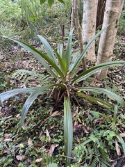 Crinum pedunculatum