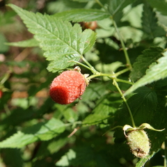 Rubus rosifolius