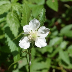 Rubus rosifolius