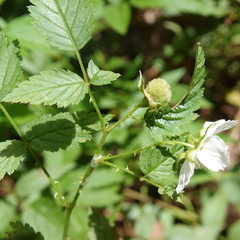 Rubus rosifolius