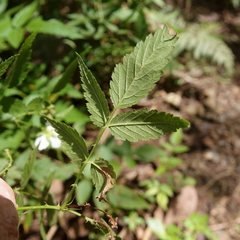 Rubus rosifolius