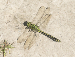 Ophiogomphus cecilia