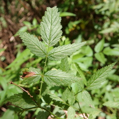 Rubus rosifolius
