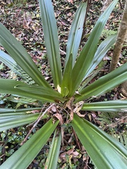 Crinum pedunculatum