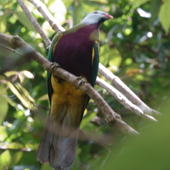 Ptilinopus magnificus