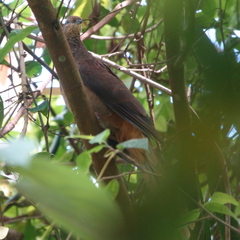 Macropygia phasianella