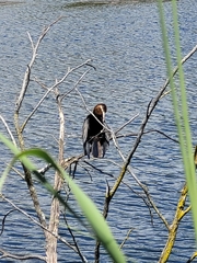 Anhinga rufa