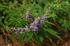 Vitex agnus-castus