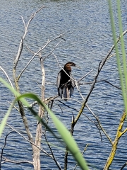 Anhinga rufa