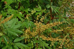 Vitex agnus-castus