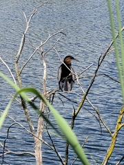Anhinga rufa