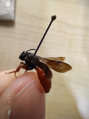 Sphecodes rubripes