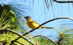 Pericrocotus solaris