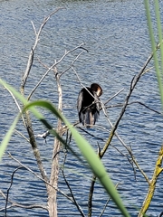 Anhinga rufa