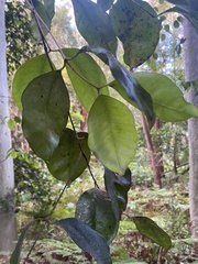 Syzygium smithii