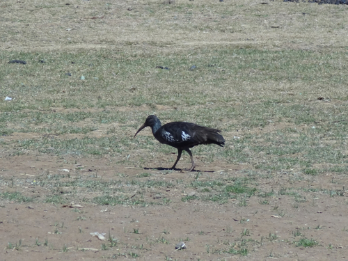 Wattled Ibis