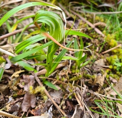 Pterostylis patens
