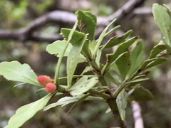 Phyllocladus alpinus