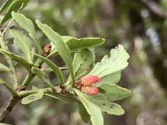 Phyllocladus alpinus
