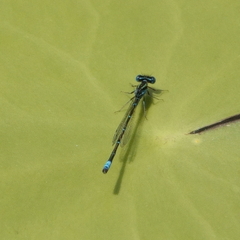 Austroagrion watsoni