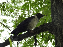 Corvus dauuricus