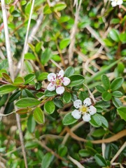 Cotoneaster microphyllus