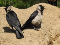 Corvus dauuricus