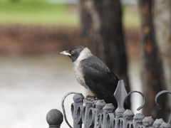Corvus dauuricus