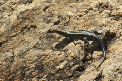 Trachylepis margaritifera